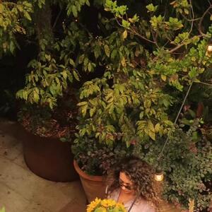 The perfect day off looks like this at The Grounds of Alexandria

Where slow moments, fresh blooms, and a little sunshine turn an ordinary day into something special 🌻

#thegroundsofalexandria #thegroundsfloralsbysilva #sydneyweekend  #sydneyflorist #sydneylife