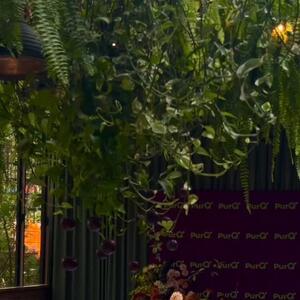 Every detail is considered. Every arrangement designed to feel effortless, yet unforgettable.

This tablescape was created to elevate the guest experience. Layering sculptural fruit, refined florals and soft textures to bring warmth and depth to the space.

Designed for weddings and events at The Grounds of Alexandria, where florals are more than styling, they define the atmosphere.

Enquiries now open for upcoming weddings.

—

Florals & Styling: @thegroundsfloralsbysilva 
Venue: @thegrounds @thegroundsevents 

#sydneyflorist #floraldesign #tablescapestyling #eventstyling #floralstyling