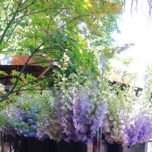 From first bloom to final placement. Hanging florals, layering textures, and arranging every table detail - each step shaping the vision. Watch the space take form, one petal at a time. 

#floraldesign #eventflorals #luxuryflorals #editorialflorals #bridgertoninspired #bloomingdetails #floristlife #behindtheflorals #floralinstallation #floristprocess #floralsetup
