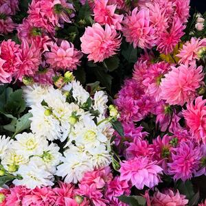 Nothing says happiness quite like fresh dahlias 🌼

#freshflowers #sydneyflorist #flowershop #florals #dahlias #seasonalblooms #localflowershop